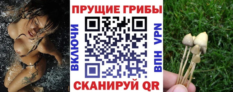 Купить Салехард Псилоцибиновые грибы мицелий